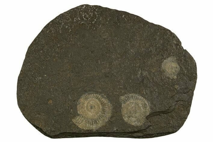 Fossil Ammonite (Dactylioceras) Cluster - Posidonia Shale, Germany #335087
